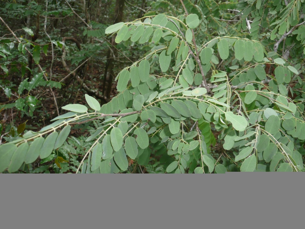 Dalbergia trichocarpa|Rosewood