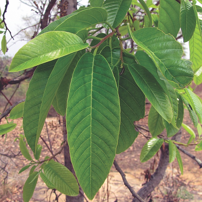 Anthoshorea roxburghii (=Shorea roxburghii)|Taloora Lac Tree