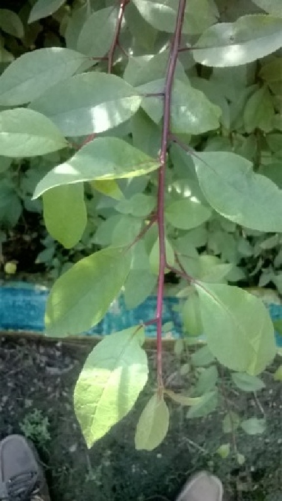 Commiphora agallocha|Indian Bdellium-Tree