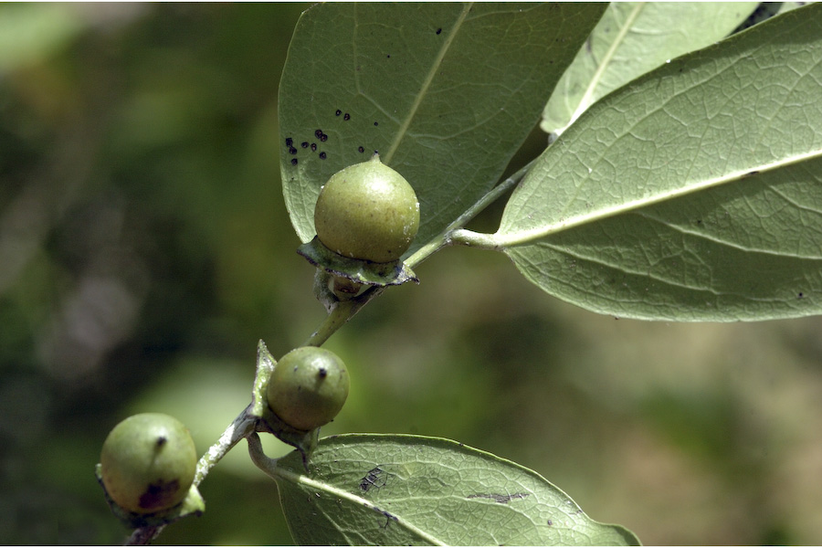 Diospyros ebenum|Ebony