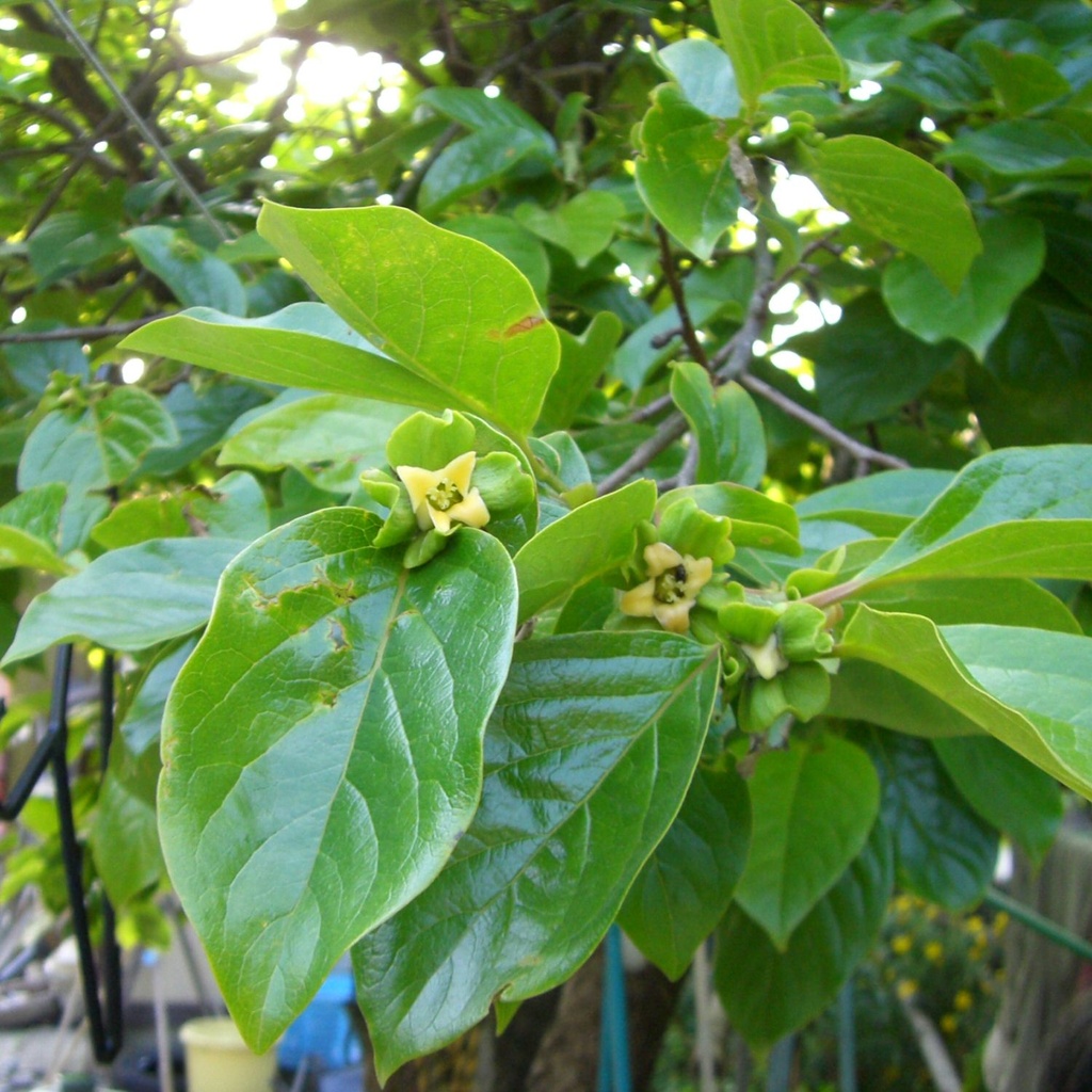 Diospyros kaki|Japanese persimmon