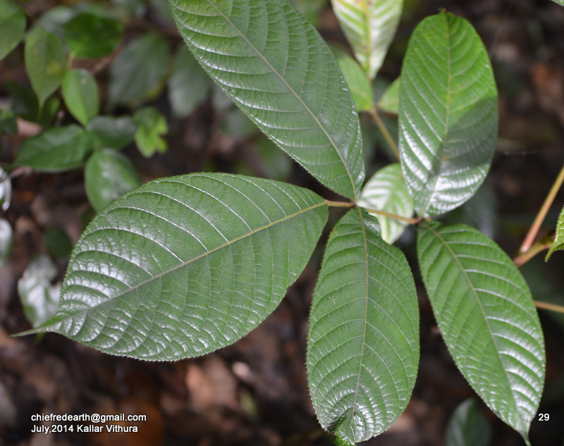 Canarium strictum|Black dammar