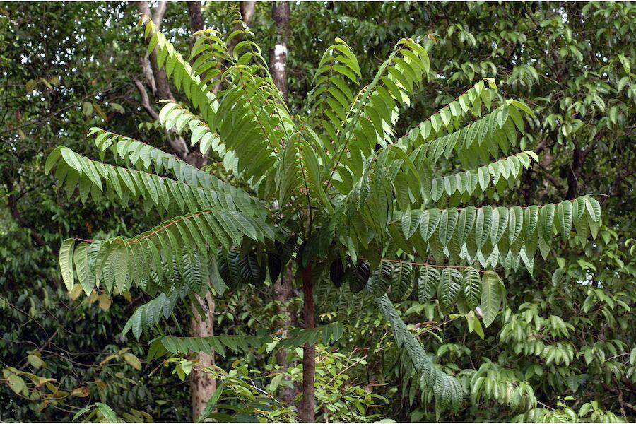 Ailanthus triphysa|Malabar Ailanthus