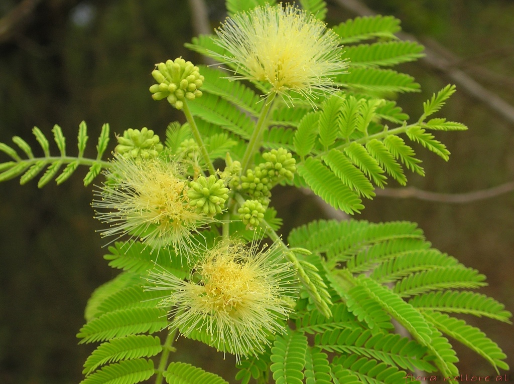 Albizia amara|Krishna Siris