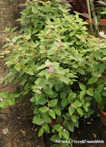 Callicarpa tomentosa|Velvety Beauty Berry