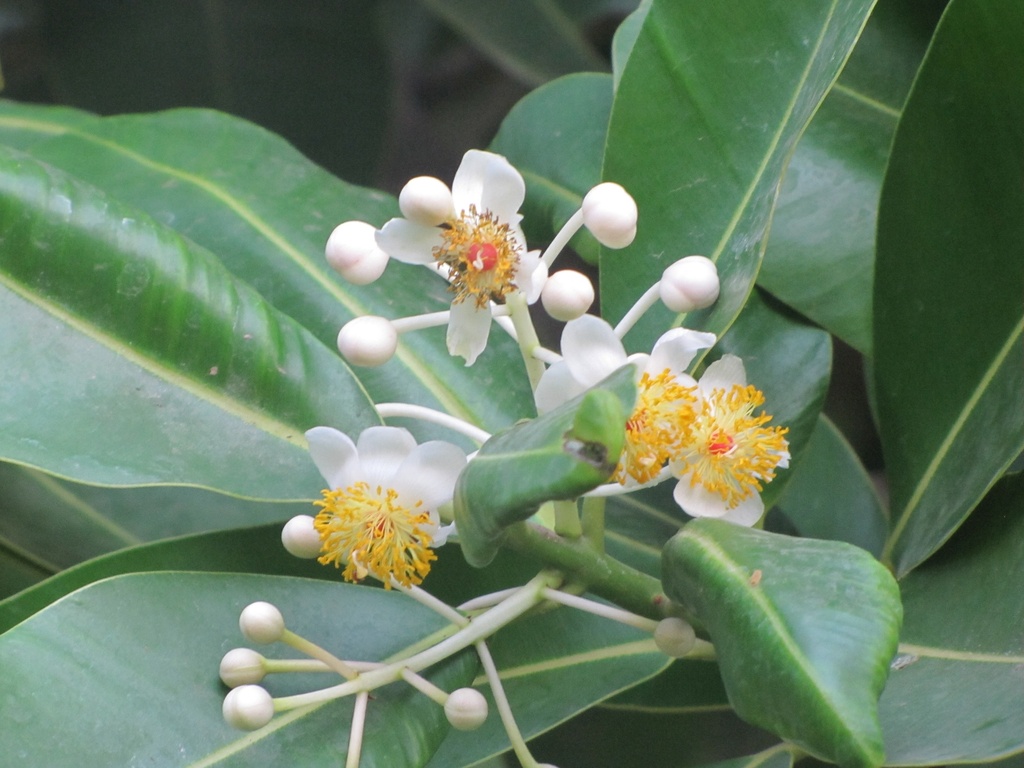 Calophyllum inophyllum|Alexandrian laurel balltree