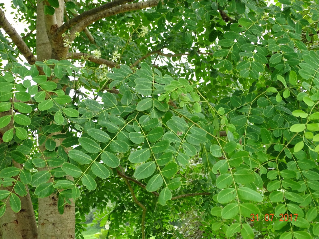 Albizia procera|White siris