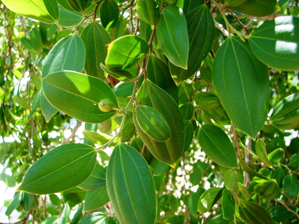 Celtis philippensis|Wight's hackberry