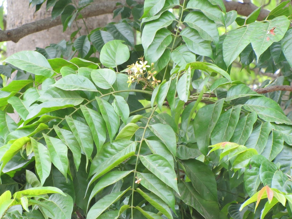 Chukrasia tabularis|Chittagong Wood