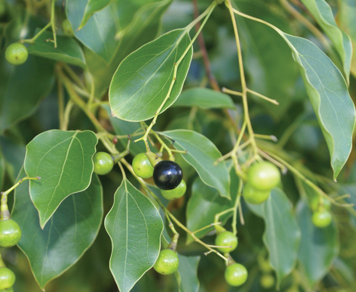 Cinnamomum camphora|Camphor Tree