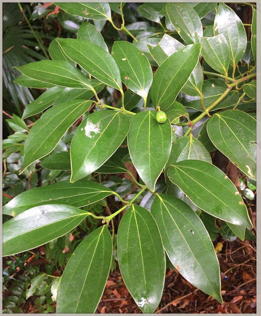 Cinnamomum verum|Dalchini