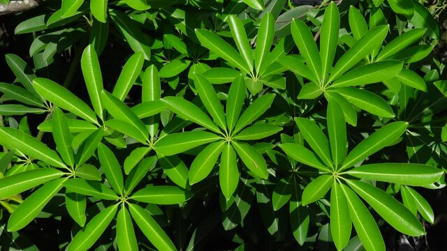 Alstonia scholaris|Blackboard tree