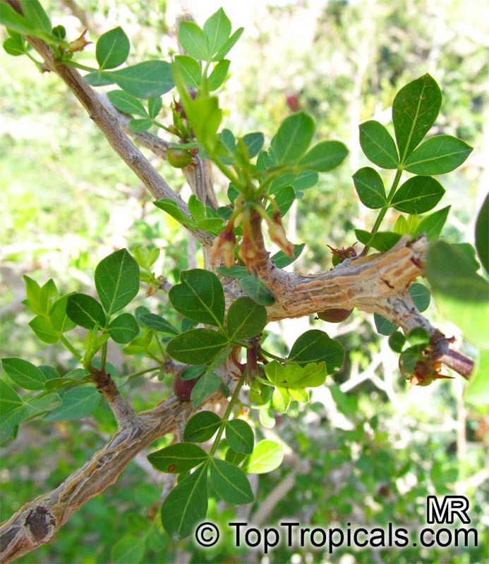 Commiphora gileadensis|Arabian Balsam Tree