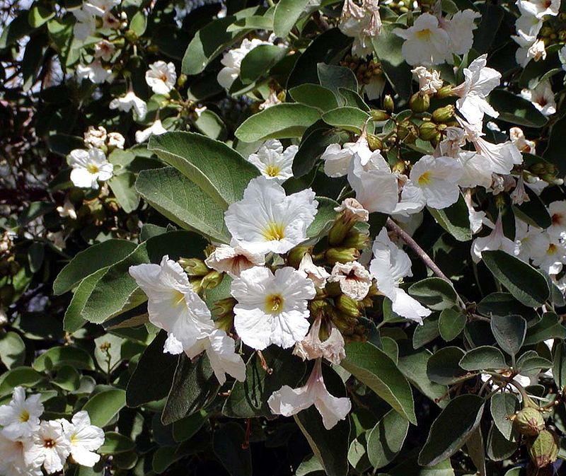 Cordia boissieri|Indian cherry