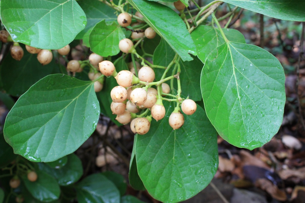 Cordia myxa|Assyrian plum