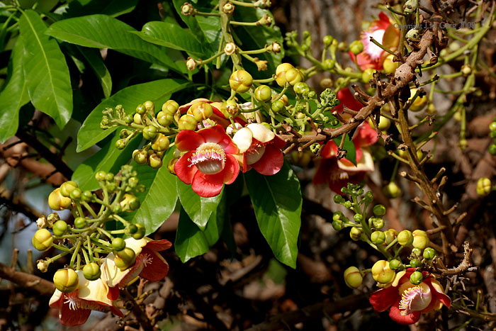 Couroupita guianensis|Cannonball tree