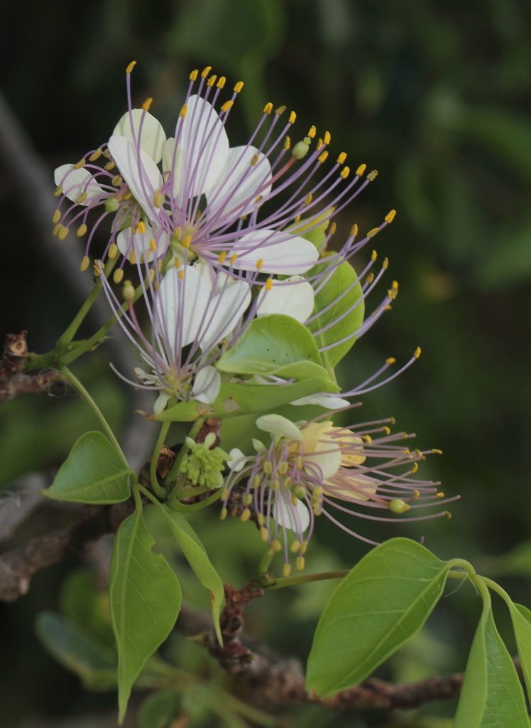 Crateva adansonii|Garlic Pear Tree