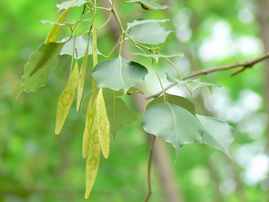 Dalbergia latifolia|East Indian rosewood