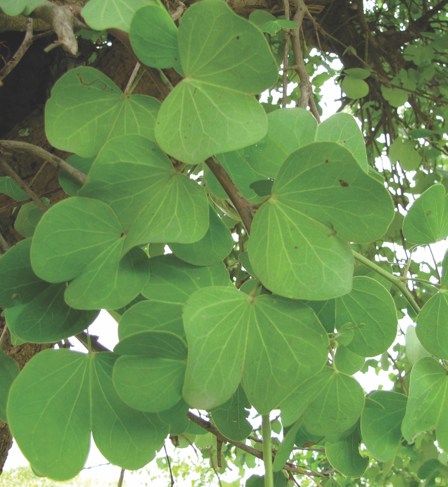 Bauhinia racemosa|Burmese Silk Orchid