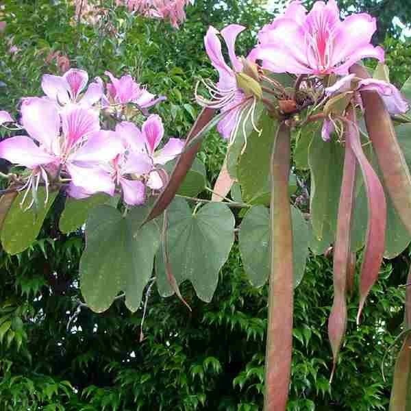 Bauhinia variegata|Butterfly ash tree