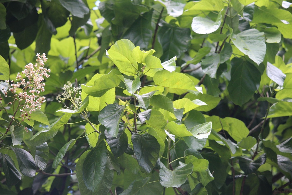 Berrya cordifolia|Trincomalee wood