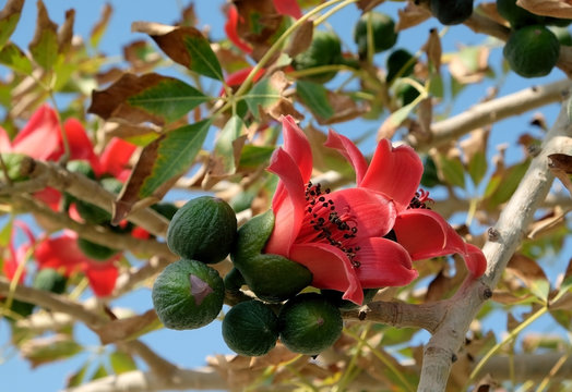 Bombax ceiba|Red silk cotton tree