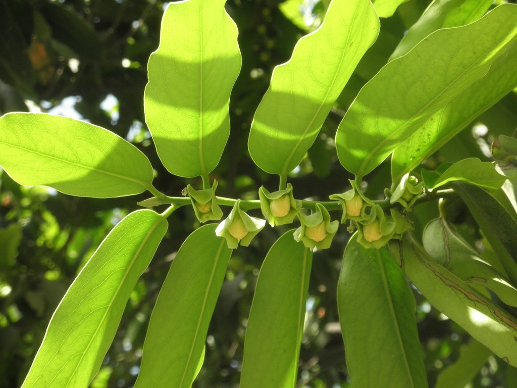 Diospyros malabarica|Malabar Ebony