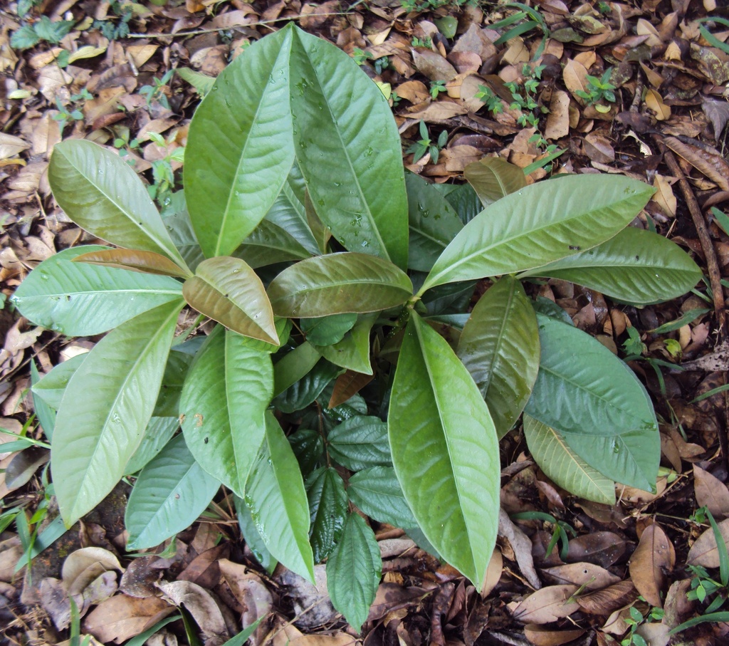 Ardisia solanacea|Shoebutton Ardisia