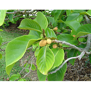 Artocarpus lacucha|Jack fruit