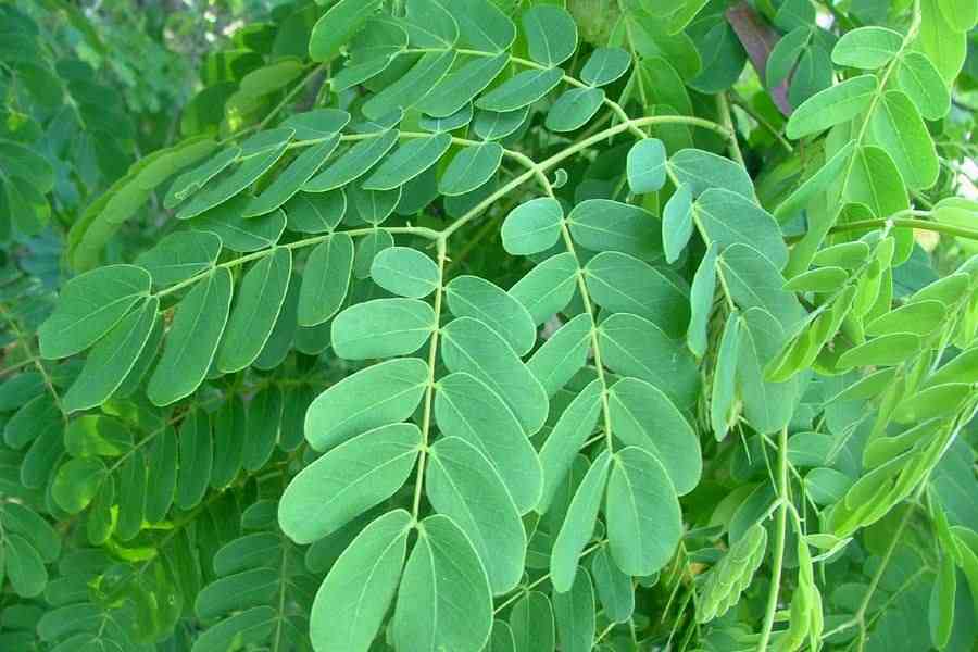 Albizia lebbeck|Womans Tongue tree