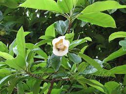 Dillenia indica|Elephant Apple