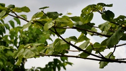 Adina cordifolia|Yellow Teak