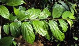 Alangium salvifolium|Sage-Leaved Alangium