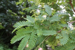 Albizia odoratissima|Black Siris