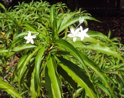 Alstonia venenata|Poison Devil Tree