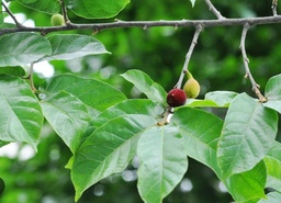 Antiaris toxicaria|Upas tree