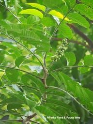 Aphanamixis polystachya|Pithraj Tree