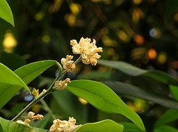 Atalantia monophylla|Wild Lime