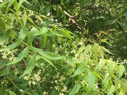 Azadirachta indica|Neem Tree