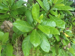 Barringtonia acutangula|Freshwater mangrove