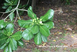 Barringtonia asiatica|Sea poison tree