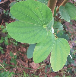 Bauhinia purpurea|Purple Orchid Tree