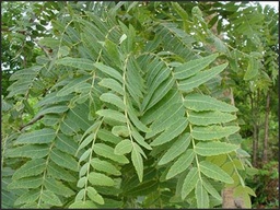 Boswellia serrata|Indian frankincense