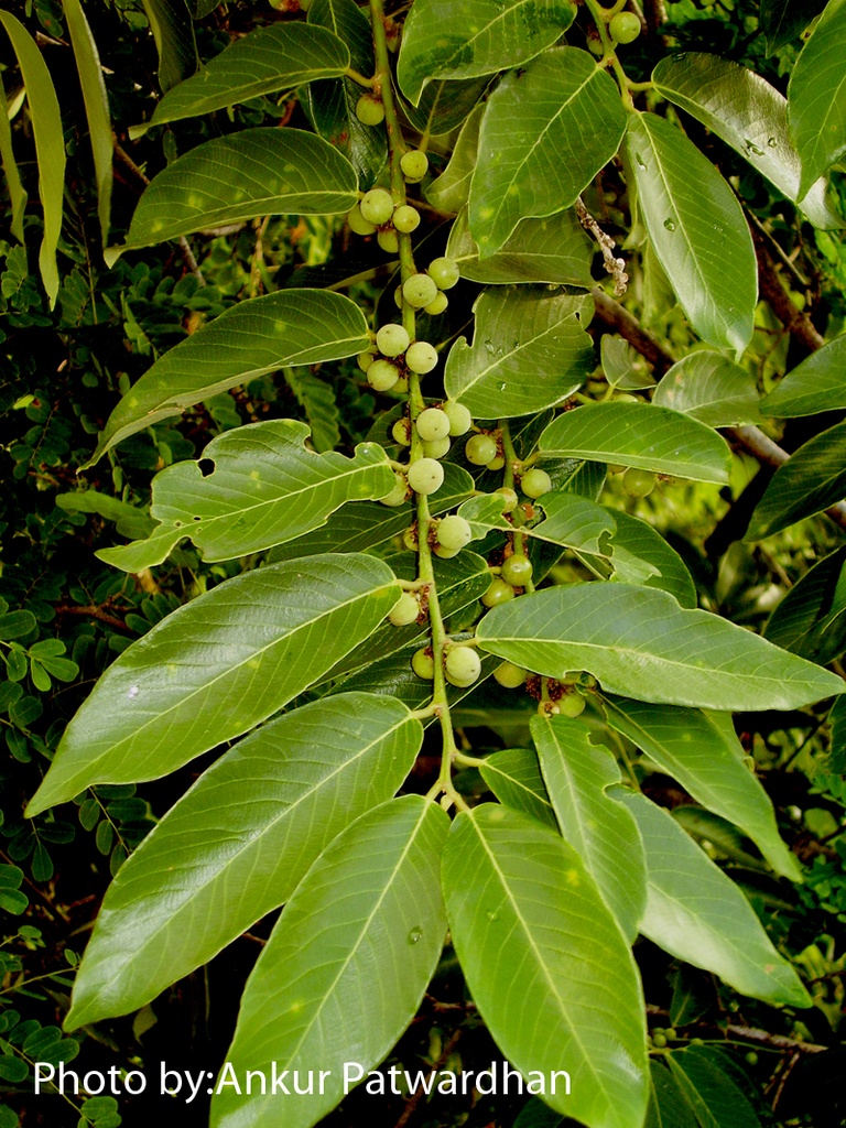 Bridelia retusa|Spinous Kino Tree | B2B Website
