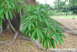 Ceiba pentandra|Kapok Tree