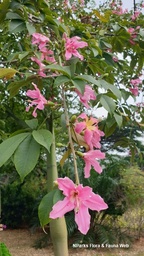 Ceiba speciosa|Silk tree