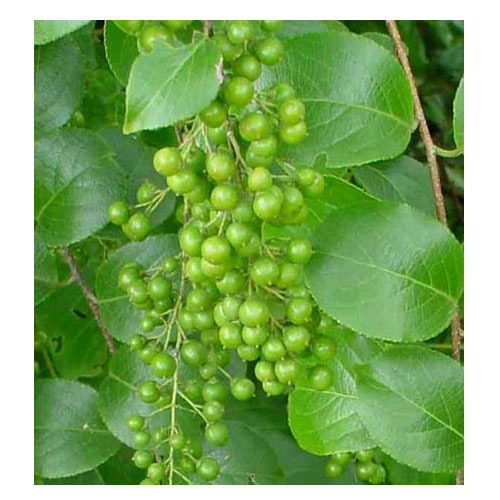 Celastrus Paniculatus 250 Seeds - Malkangani, Intellect Tree, For ...