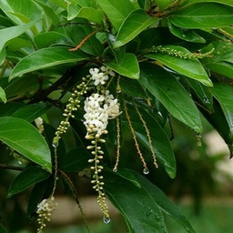 Citharexylum spinosum|Spiny Fiddlewood