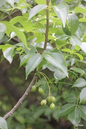 Commiphora caudata|Hill mango