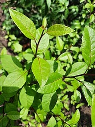 Commiphora madagascariensis(= C.agallocha) | Madagascar corkwood